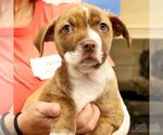 Small Photo #2 Retriever -Unknown Mix Puppy For Sale in Washington, DC, USA