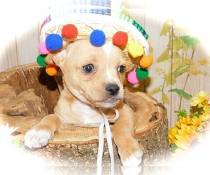 Chihuahua Puppy for sale in HAMMOND, IN, USA