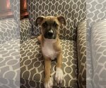 Small Photo #2 Boxador Puppy For Sale in Brewster, NY, USA