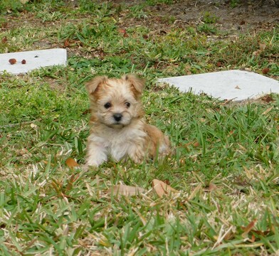 Medium Photo #6 Morkie Puppy For Sale in ORLANDO, FL, USA