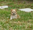 Small Photo #6 Morkie Puppy For Sale in ORLANDO, FL, USA