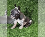 Small Photo #37 French Bulldog Puppy For Sale in CHARLOTTE, NC, USA