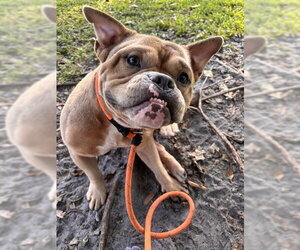 American Bulldog Dogs for adoption in Fort Lauderdale, FL, USA