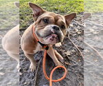 Small American Bulldog