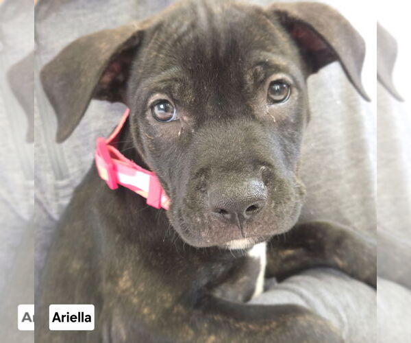 Medium Photo #2 American Pit Bull Terrier-Labrador Retriever Mix Puppy For Sale in Princeton, MN, USA