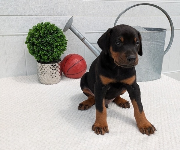 Medium Photo #7 Doberman Pinscher Puppy For Sale in GOSHEN, IN, USA