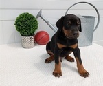 Small #6 Doberman Pinscher