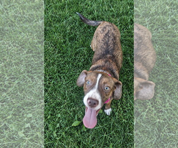 Medium Photo #2 Boglen Terrier Puppy For Sale in Omaha, NE, USA