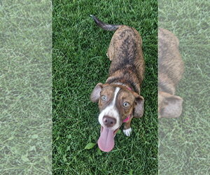 Joanie - Female Boglen Terrier Dog for Adoption - Photo #2