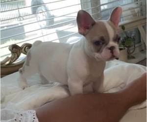 French Bulldog Puppy for sale in HOUSTON, TX, USA