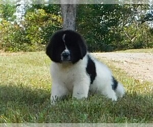 Newfoundland Puppy for sale in CLINTON, AR, USA