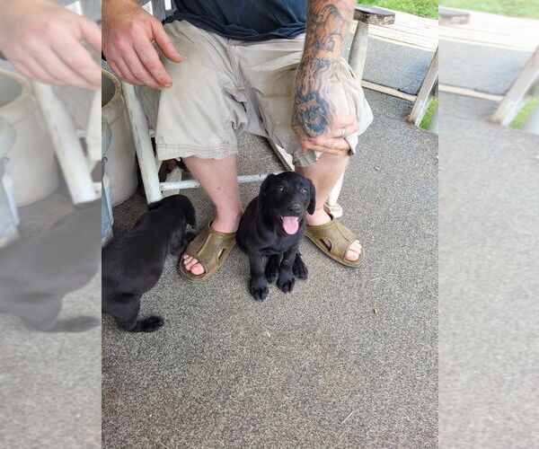 Medium Photo #6 Labrador Retriever Puppy For Sale in LEBANON, VA, USA