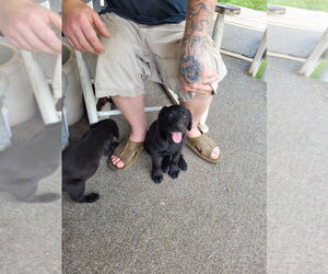Medium Labrador Retriever