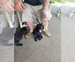 Puppy Black girl 3 Labrador Retriever