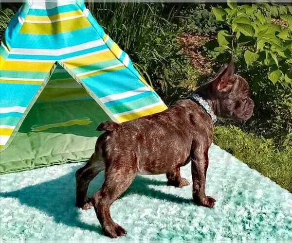 Medium Photo #5 French Bulldog Puppy For Sale in CRANSTON, RI, USA