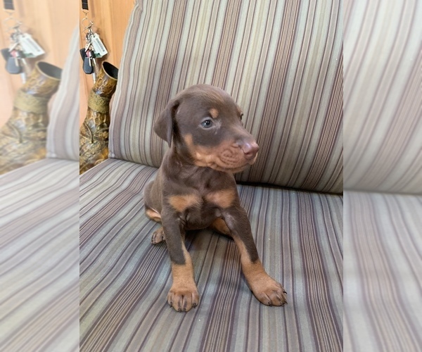 Medium Photo #7 Doberman Pinscher Puppy For Sale in SCAPPOOSE, OR, USA