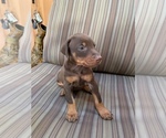 Small Photo #7 Doberman Pinscher Puppy For Sale in SCAPPOOSE, OR, USA