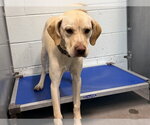 Small Labrador Retriever Mix