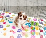 Small #2 Cavapoo (Miniature)-Poodle (Toy) Mix