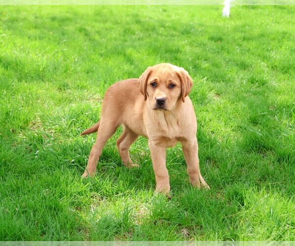 Medium Photo #3 Labrador Retriever Puppy For Sale in SYRACUSE, IN, USA