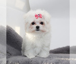 Small #1 Maltese