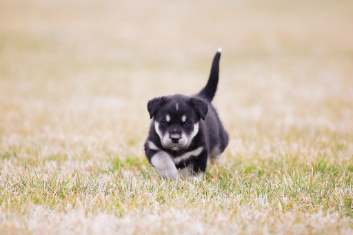 Medium Photo #8 Labrador Retriever-Siberian Husky Mix Puppy For Sale in WOODFORD, VA, USA