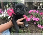 Small Photo #1 Pug Puppy For Sale in DAYTON, VA, USA