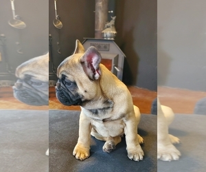 French Bulldog Puppy for sale in MIAMI, FL, USA