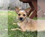 Small Rat Terrier Mix