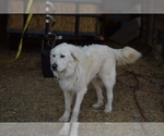 Small Photo #7 Great Pyrenees Puppy For Sale in PERALTA, NM, USA