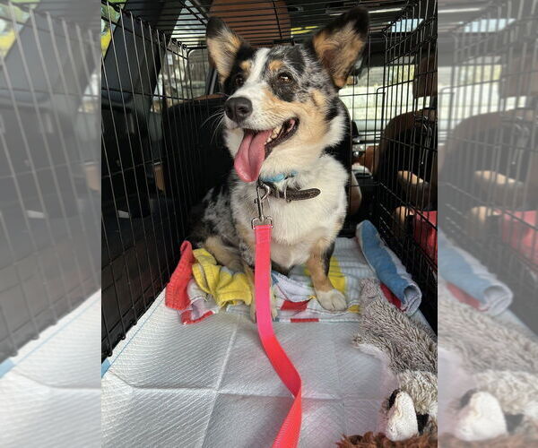 Medium Photo #2 Cardigan Welsh Corgi Puppy For Sale in Springdale, PA, USA