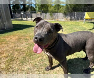 Mutt Dogs for adoption in Temple, TX, USA