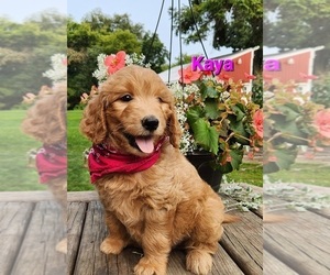 Goldendoodle Puppy for sale in FENWICK, MI, USA