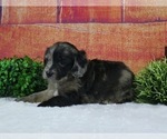 Small Photo #2 Aussiedoodle Miniature  Puppy For Sale in TOPEKA, IN, USA