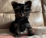 Small Photo #4 Yorkshire Terrier Puppy For Sale in WATERLOO, IA, USA