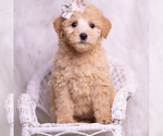 Puppy Clover Goldendoodle (Miniature)