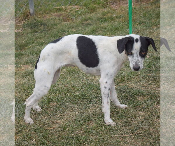 Medium Photo #3 Jack-A-Bee Puppy For Sale in Huntley, IL, USA
