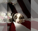 Small Photo #6 Miniature Australian Shepherd Puppy For Sale in ANTHONY, FL, USA