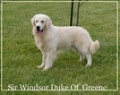 Small Photo #1 English Cream Golden Retriever Puppy For Sale in CHUCKEY, TN, USA