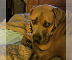 Small #5 Mastiff Mix