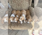 Small Photo #18 Basset Hound Puppy For Sale in ORLAND, CA, USA