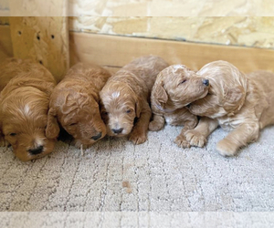 Cocker Spaniel Puppy for sale in BROOKLYN, NY, USA