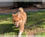 Small #2 Pomsky