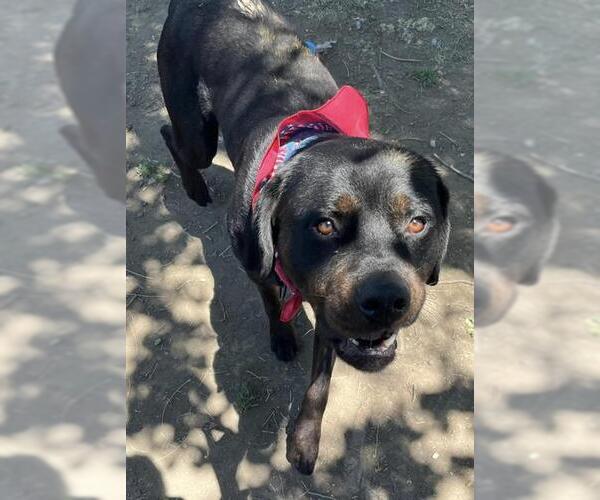 Medium Photo #2 Rottweiler Puppy For Sale in Stockton, CA, USA