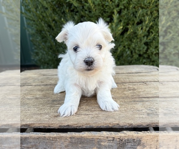 Medium Photo #3 Maltese Puppy For Sale in MIDDLEBURY, IN, USA