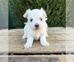 Small #2 Maltese