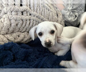 Chiweenie Dogs for adoption in Sandy, UT, USA