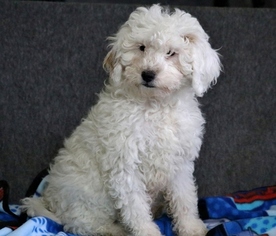 Medium Cavapoo