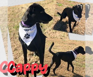 Labrador Retriever-Unknown Mix Dogs for adoption in Raleigh, NC, USA