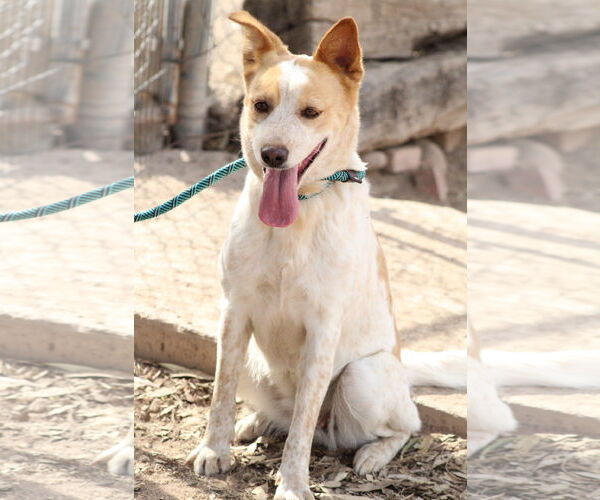 Medium Photo #1 Texas Heeler-Unknown Mix Puppy For Sale in El Centro, CA, USA
